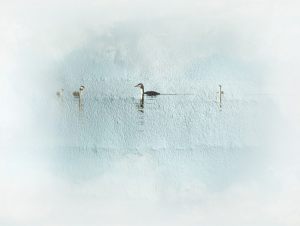 16762_Fotograf_Henrik S  Nielsen_Birds on the wall_Fauna